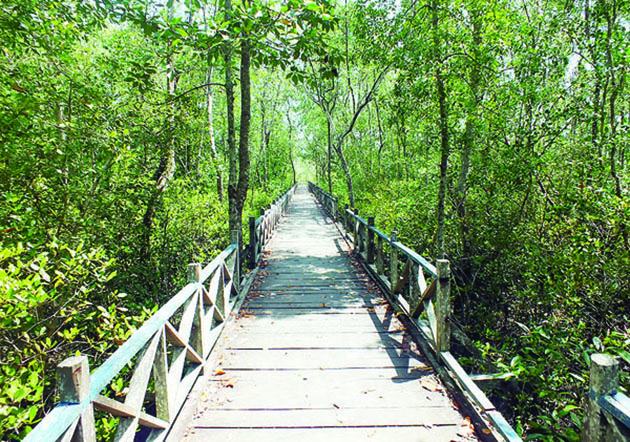 mangrove tarakan