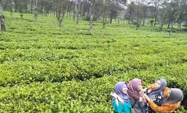 Kebun Teh Wonosari Lawang Wisata Favorit Malang + Harga ...