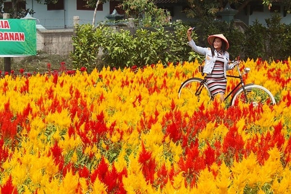 Kebun Bunga Celosia Telaga Nursery 1