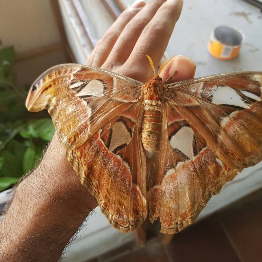 ﻿Berwisata dengan Kupu-Kupu Raksasa di Bali Butterfly Park