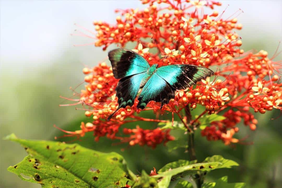 Bali Butterfly Park