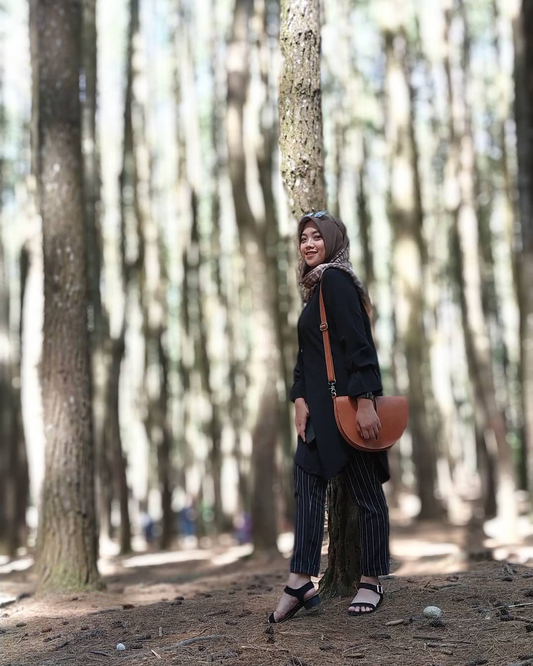 kebun buah mangunan hutan pinus