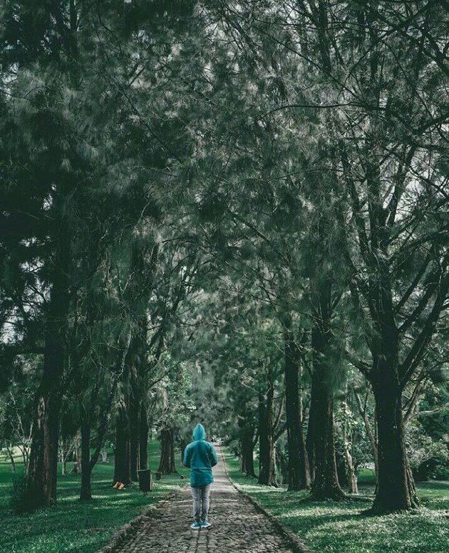 Kebun Raya Cibodas Hutan