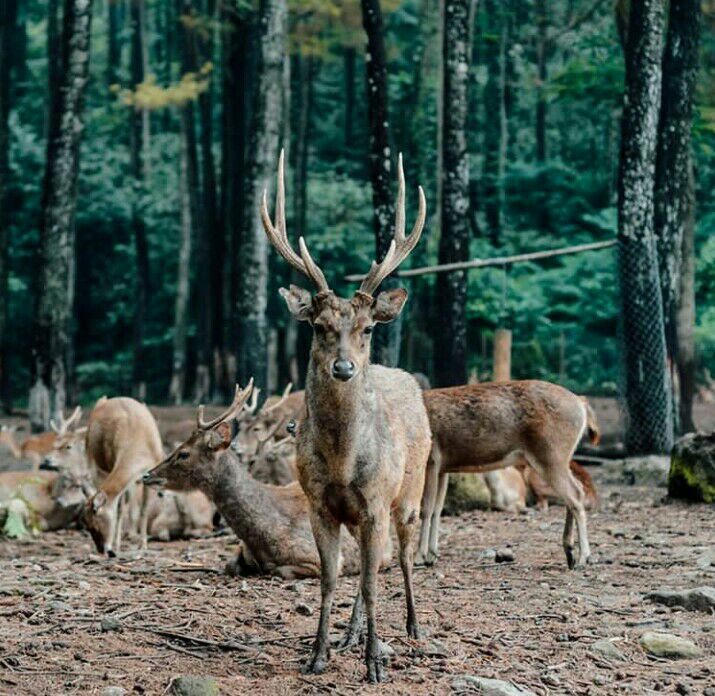 Rusa Taman Safari Prigen