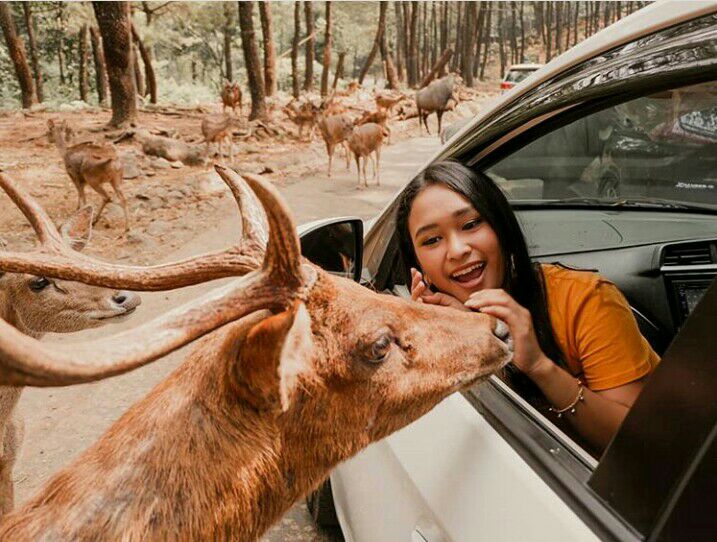 Ngumpul Asik Bersama Keluarga di Taman Safari Prigen Pasuruan Jatim