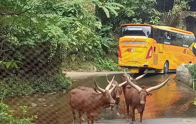 promo-taman-safari-bogor