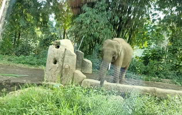taman-safari-indonesia-gajah