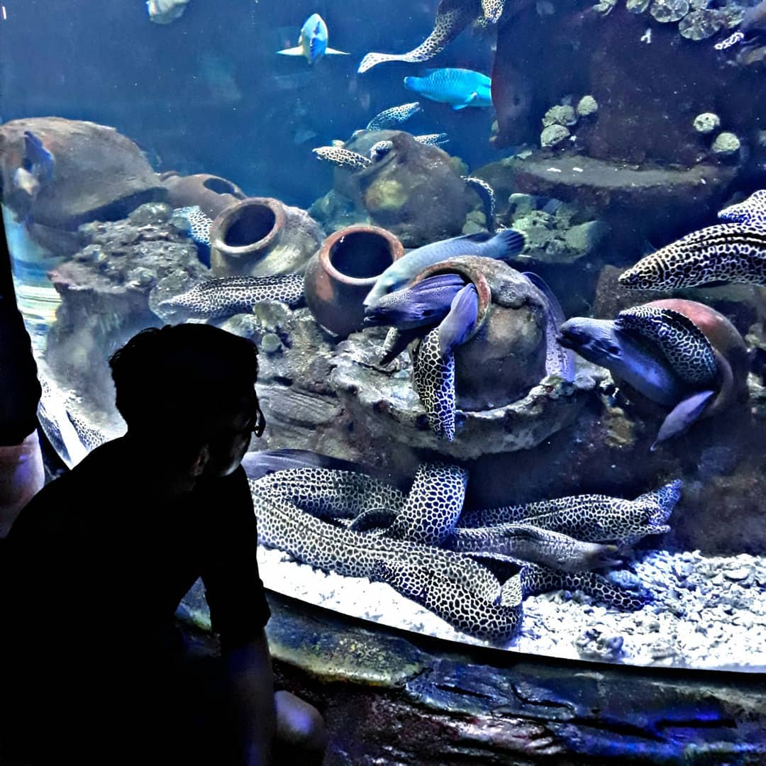Aquarium Raksasa di Sea World