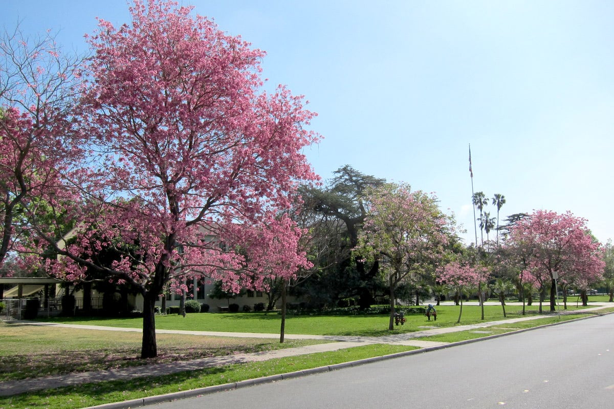 Bunga Sakura di Taman Tabebuya