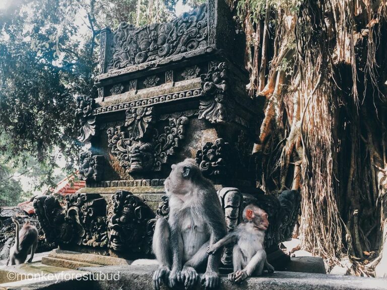 Tiket Masuk Monkey Forest Ubud Keunikan Fasilitas Dan Tips Wisataku