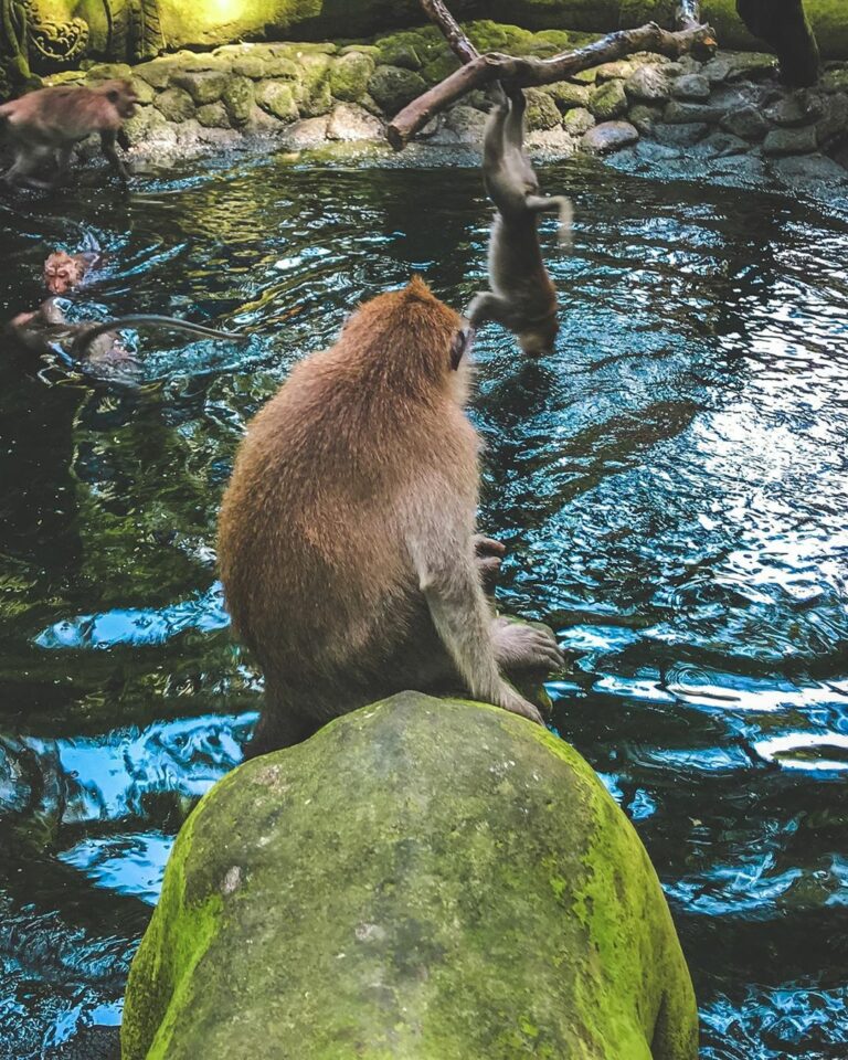 Tiket Masuk Monkey Forest Ubud Keunikan Fasilitas Dan Tips Wisataku Blog