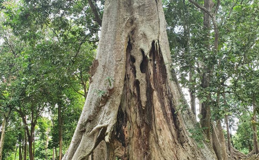 Pohon Tempat Wisata Jambi